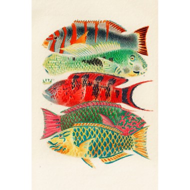 Great Barrier Reef Fishes William Saville-Kent